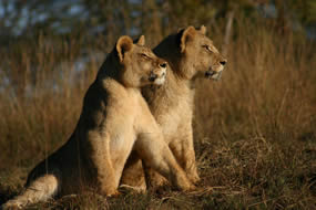 LÃ¶wen im Etosha-Nationalpark