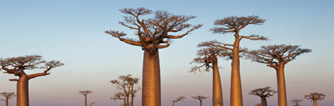 Baobab-BÃ¤ume