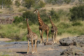 Giraffen im Matopo-Nationalpark Giraffen im Matopo-Nationalpark