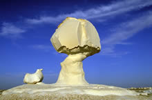 Steinpilz
