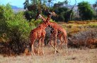 Giraffen